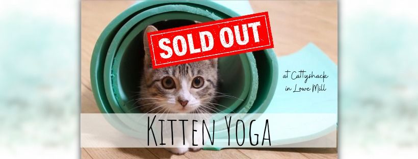 Kitten Yoga at Cattyshack