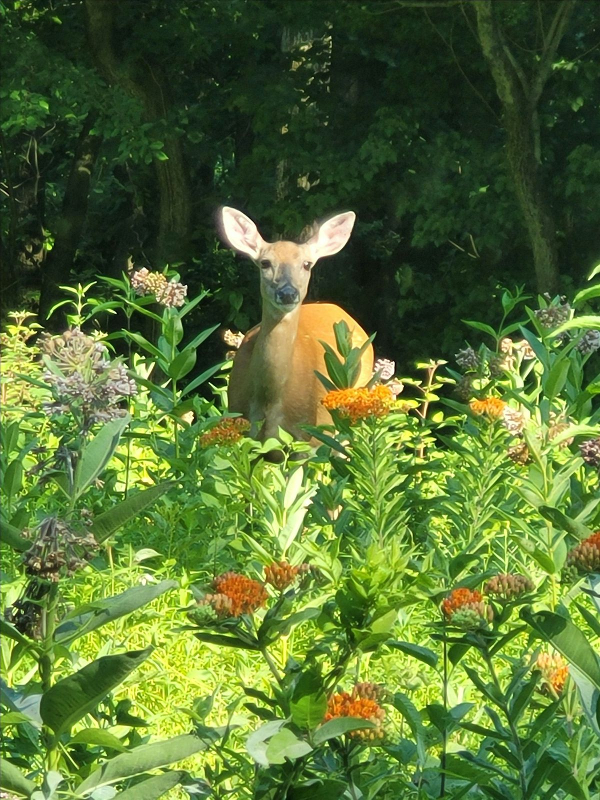 Forest Neighbors