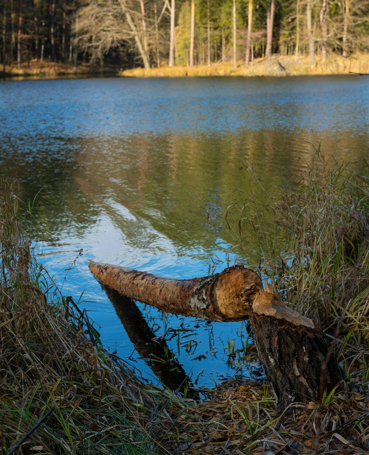 Nature Film:  Leave it to Beavers