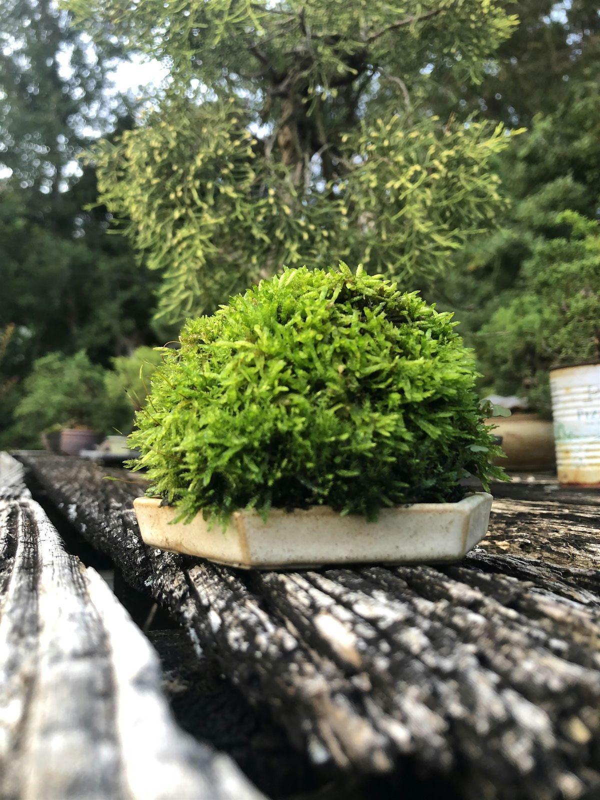 Beginner Kokedama  with Danny Coffey in Carrboro