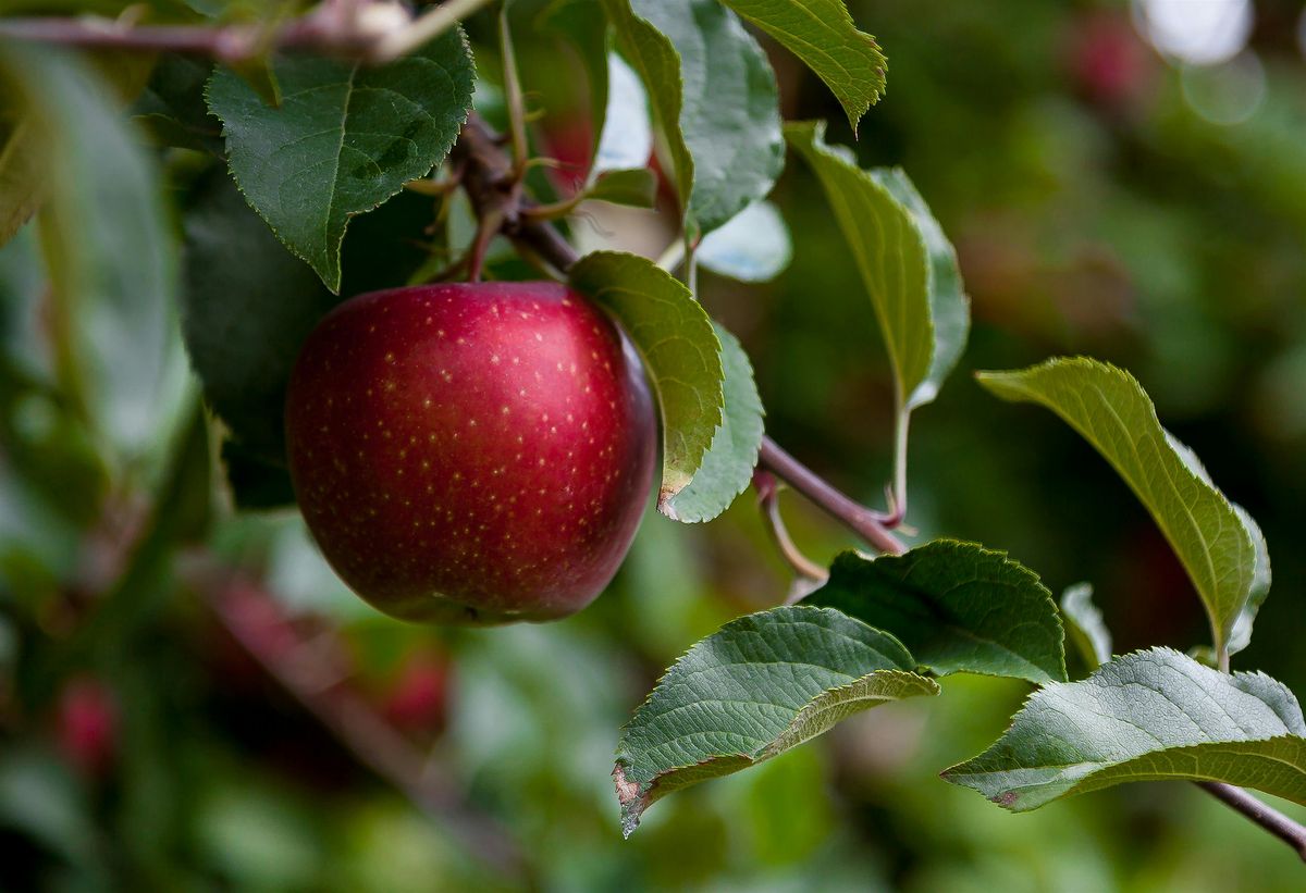 Apple Fest