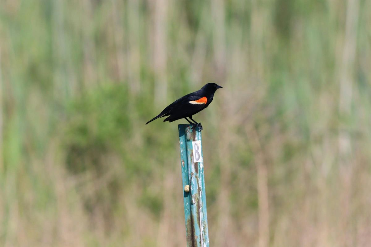 Spring Bird Walk