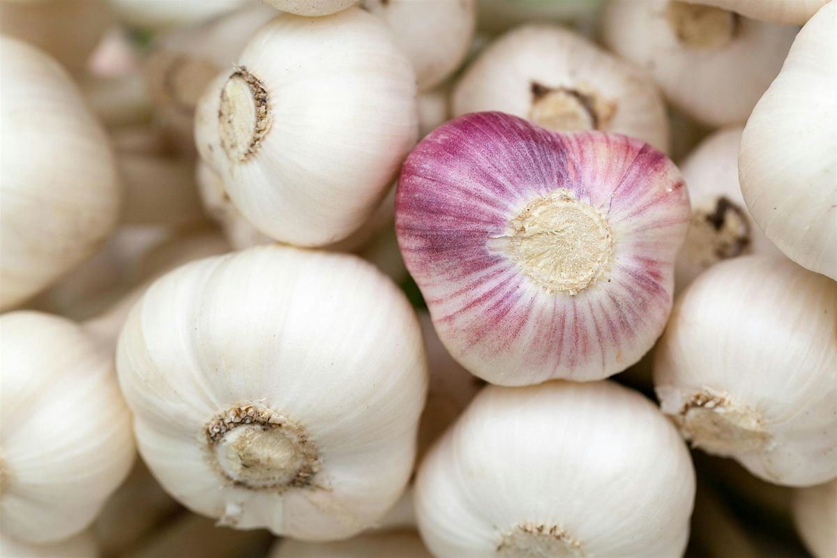 Garlic, the Stinking Rose: Origins, Lore, and Biology