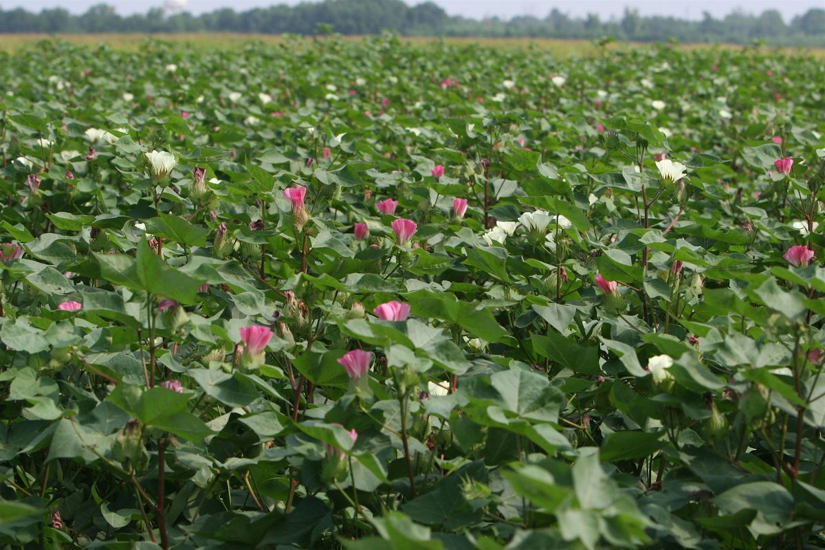 2025 Cotton Field Day