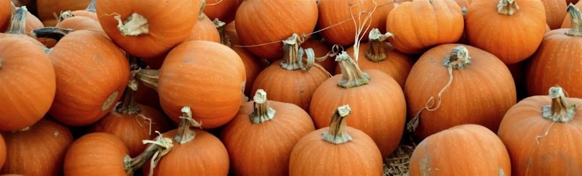 SW Ranches Pumpkin Patch Festival