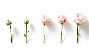 Thrive & Bloom: A Parent Caf\u00e9