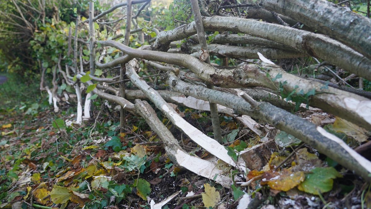 Hedgelaying  at Barrs Court Moated Park