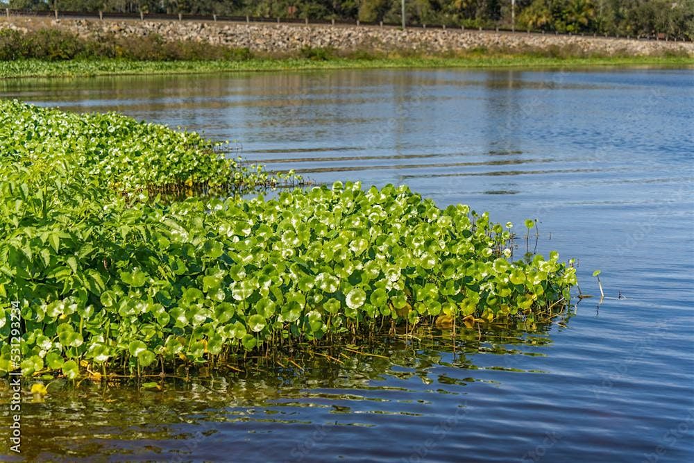 Pond Management Workshop Series- Introduction to Florida Pond Management