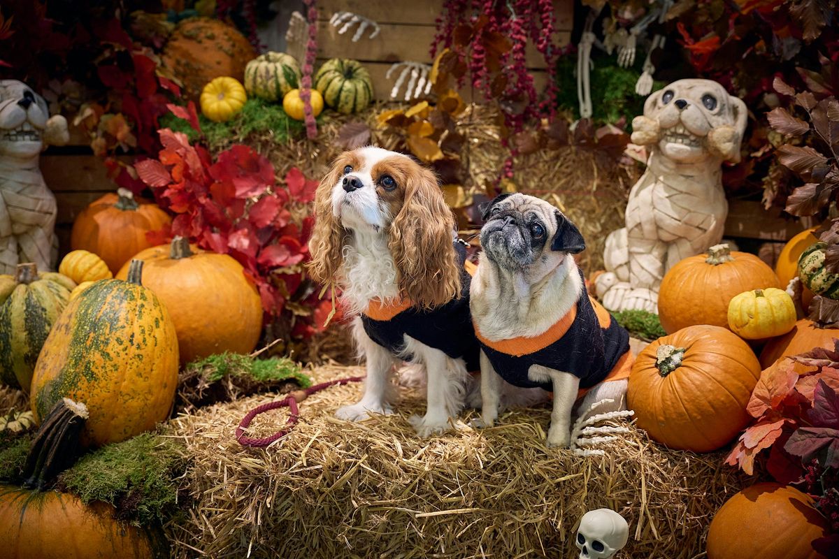 Howl-o-ween at 1 Hotel South Beach