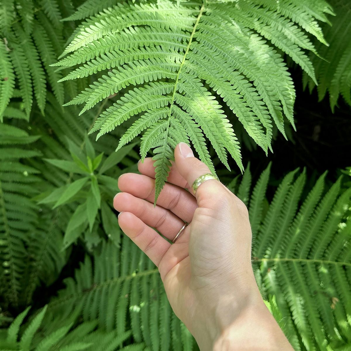 Sensory Stroll: Awaken Your Senses