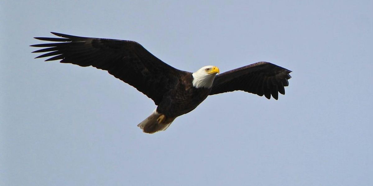 Raptors on the River