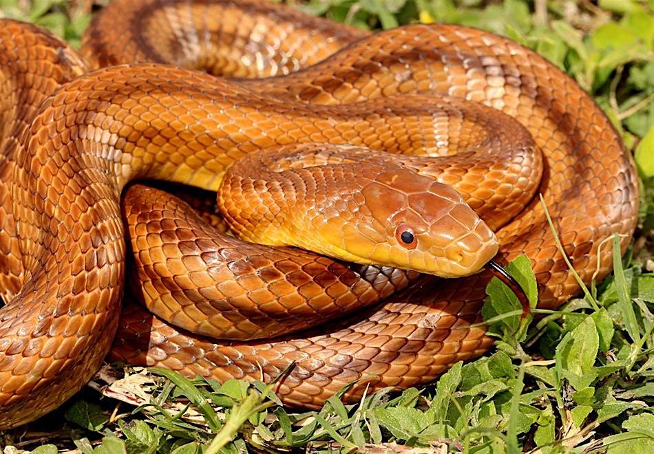 Sssnakes of Southwest Florida
