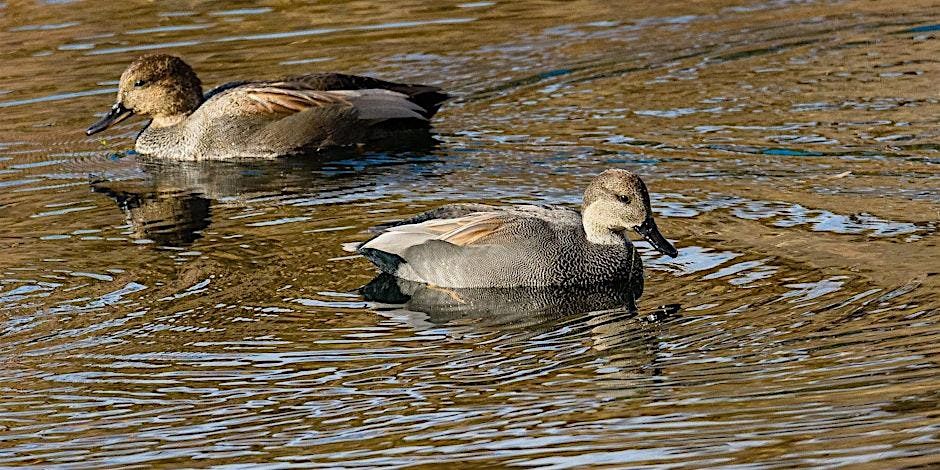 Fall Bird Photography In Kathryn Albertson Park