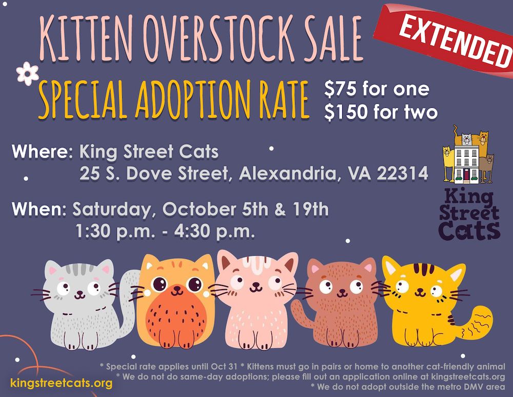 Kitten Overstock Sale Extended 