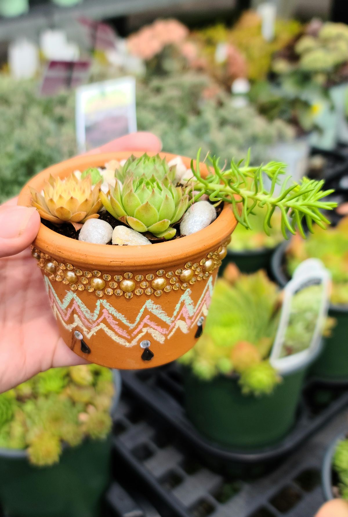 Kids Mini Succulent Garden