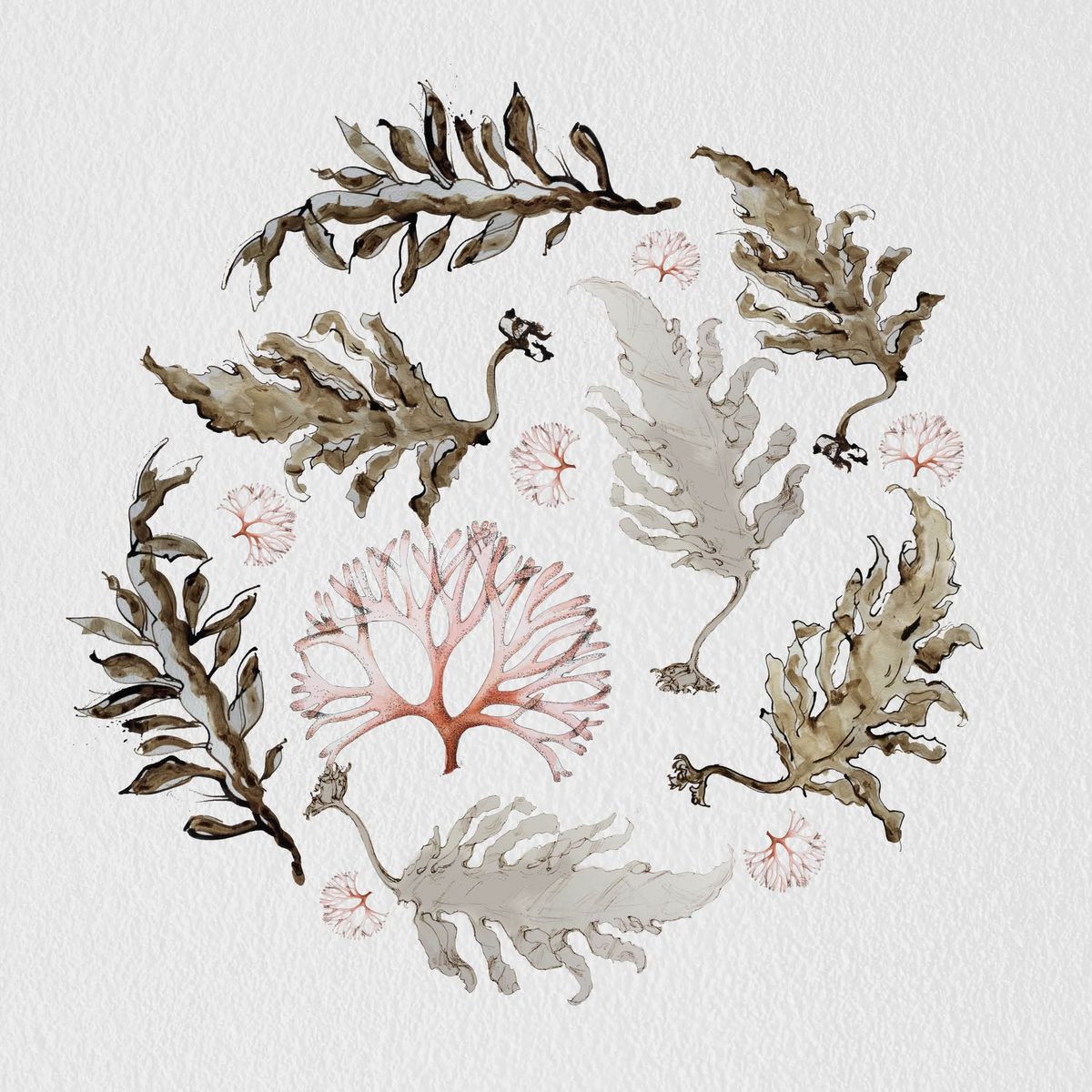 Seaweed Botanical Drawing