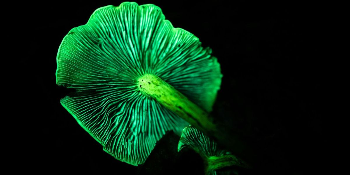 Discover Natural Biofluorescence at North Cove Nature Reserve