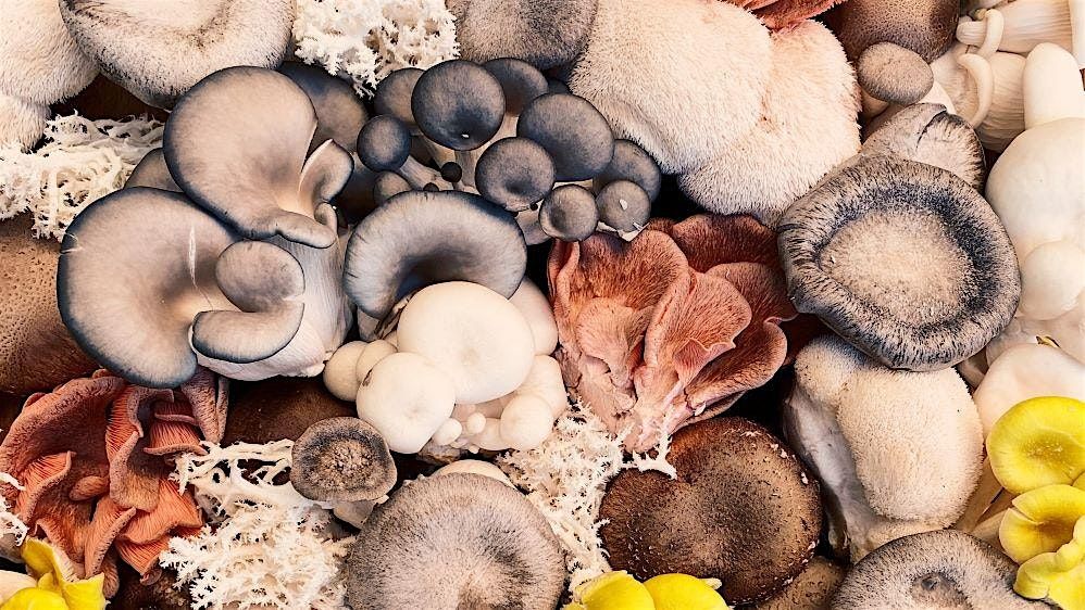 The Magic of Mushrooms