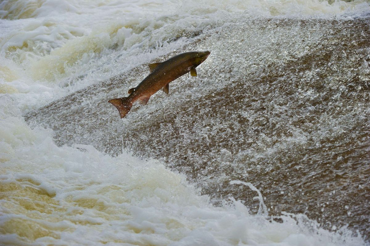 Atlantic Salmon guided walk