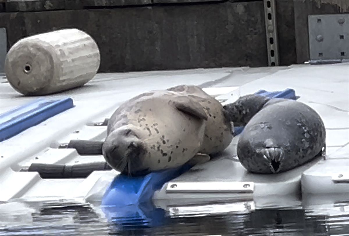Ocean Friends Stanley Park Beach Cleanup