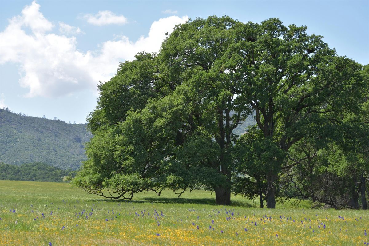 Our Wild Watershed: All About Native Oaks with April Lynch
