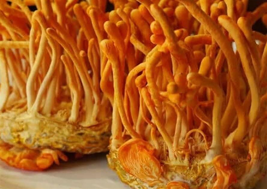 Cultivating Cordyceps: A Hands-On Workshop