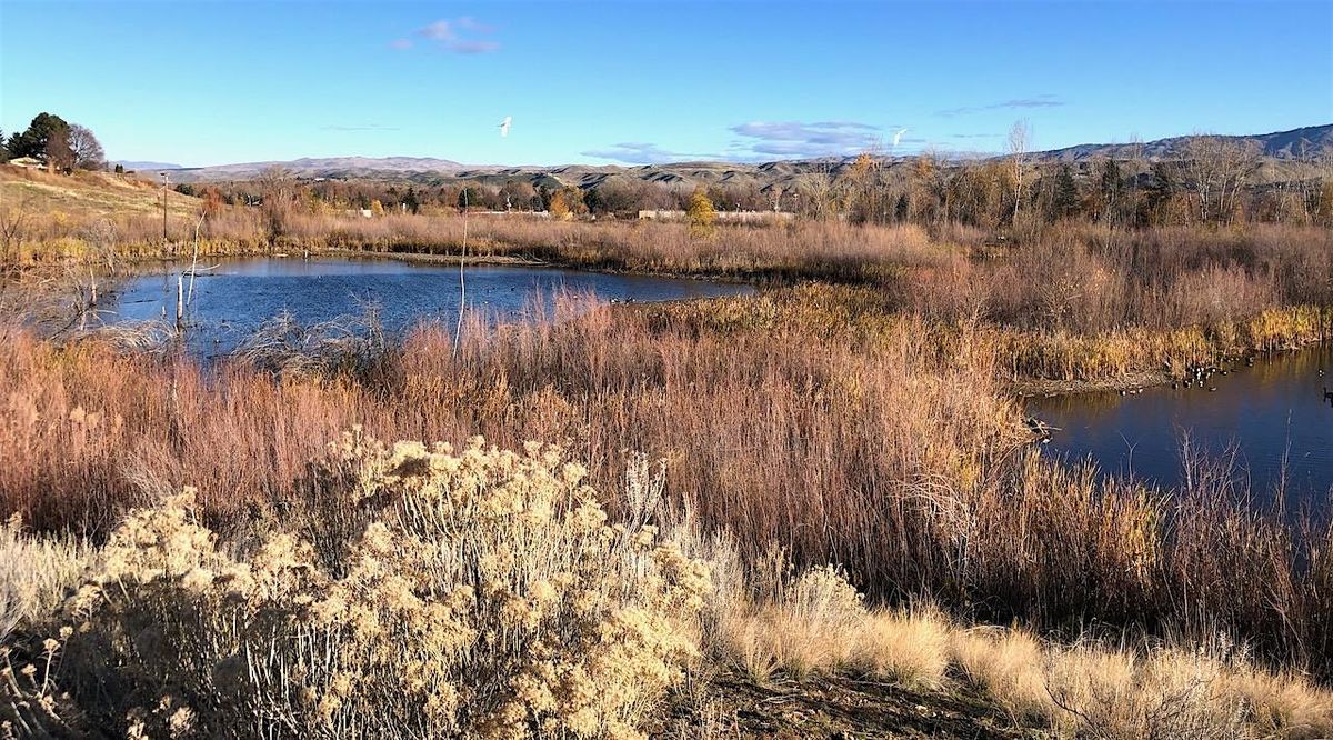 Black Friday Birding at Hyatt Hidden Lakes Reserve