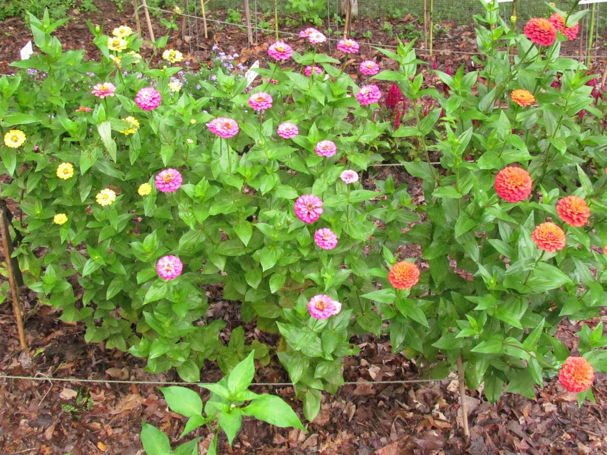 Transforming Your Lawn with Ivan Chester