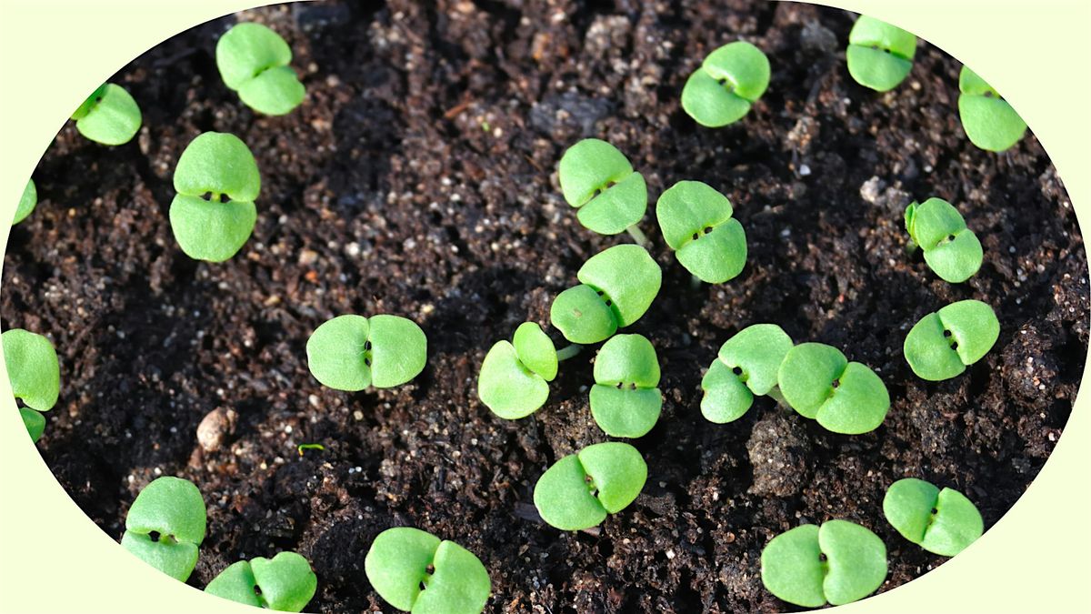 Winter Seed Sowing and Seed Swap