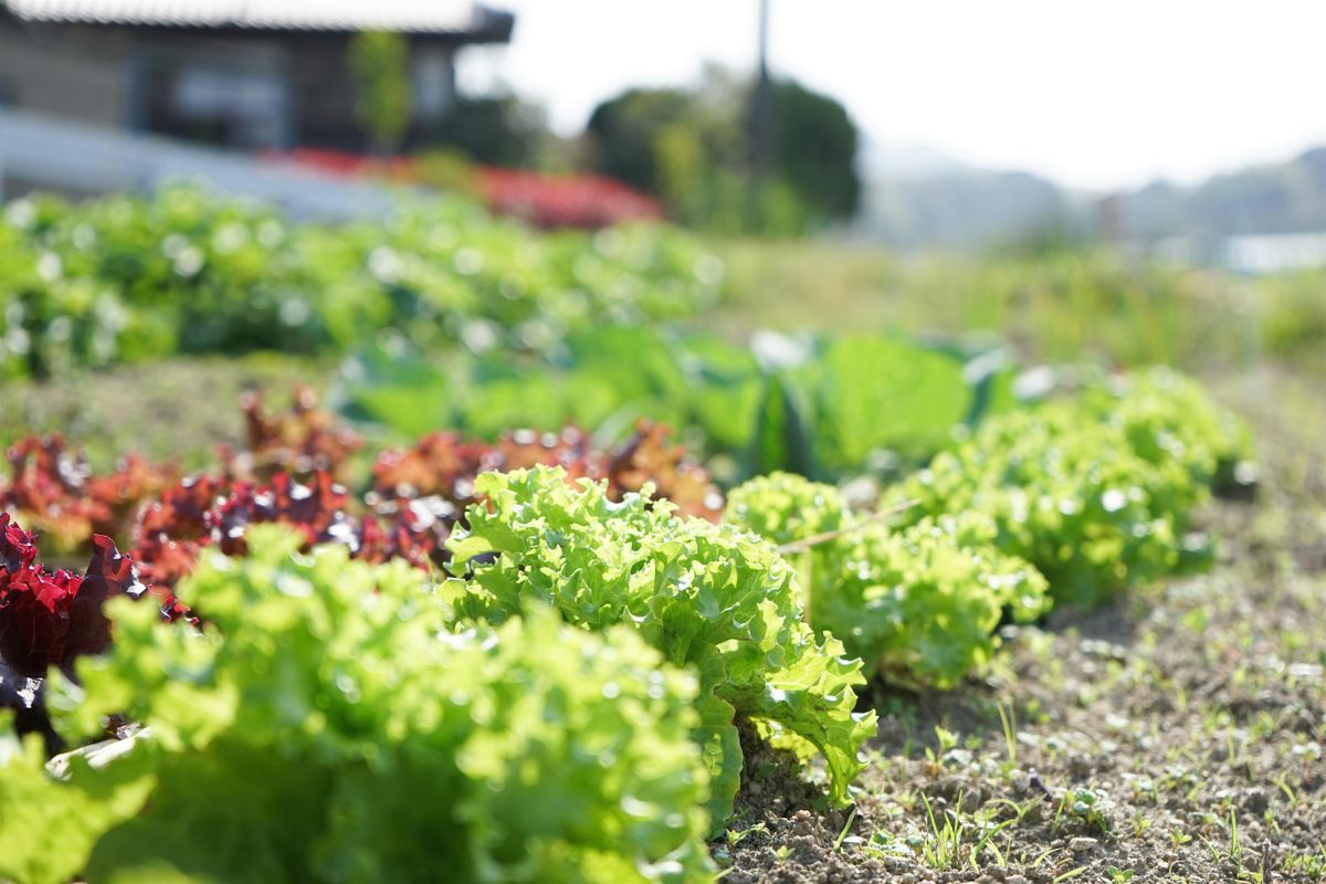 How to Start a Backyard Homestead -  Planting for a Continuous Harvest