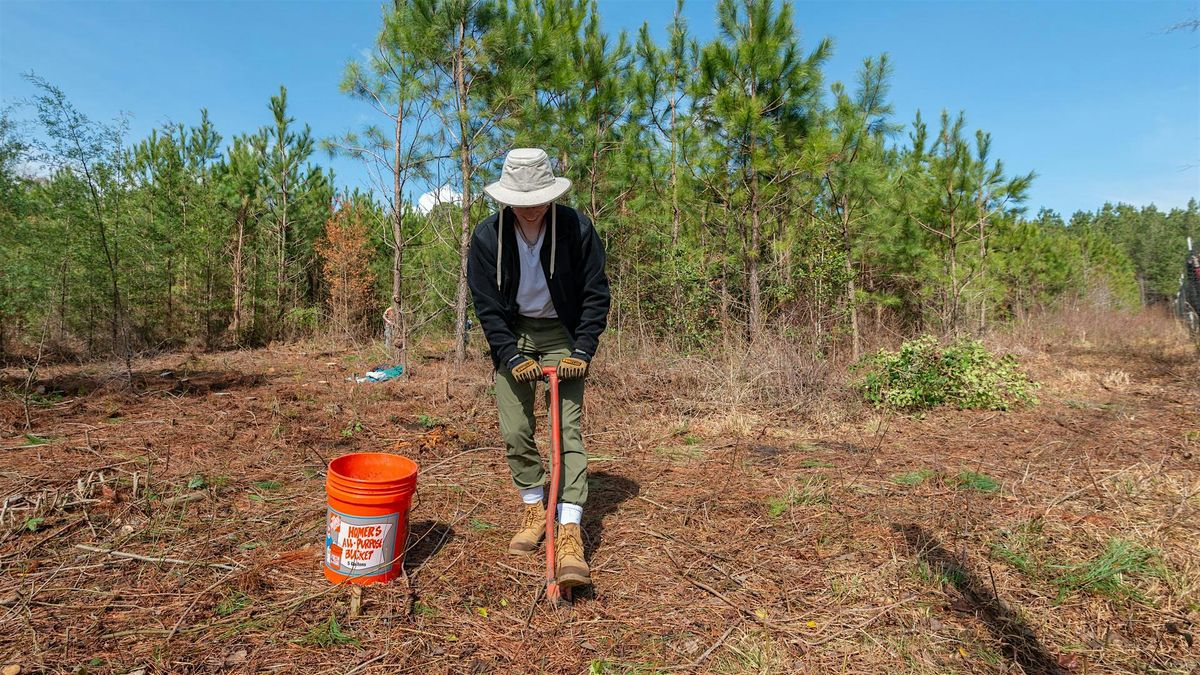 Atlantic White Cedar Planting