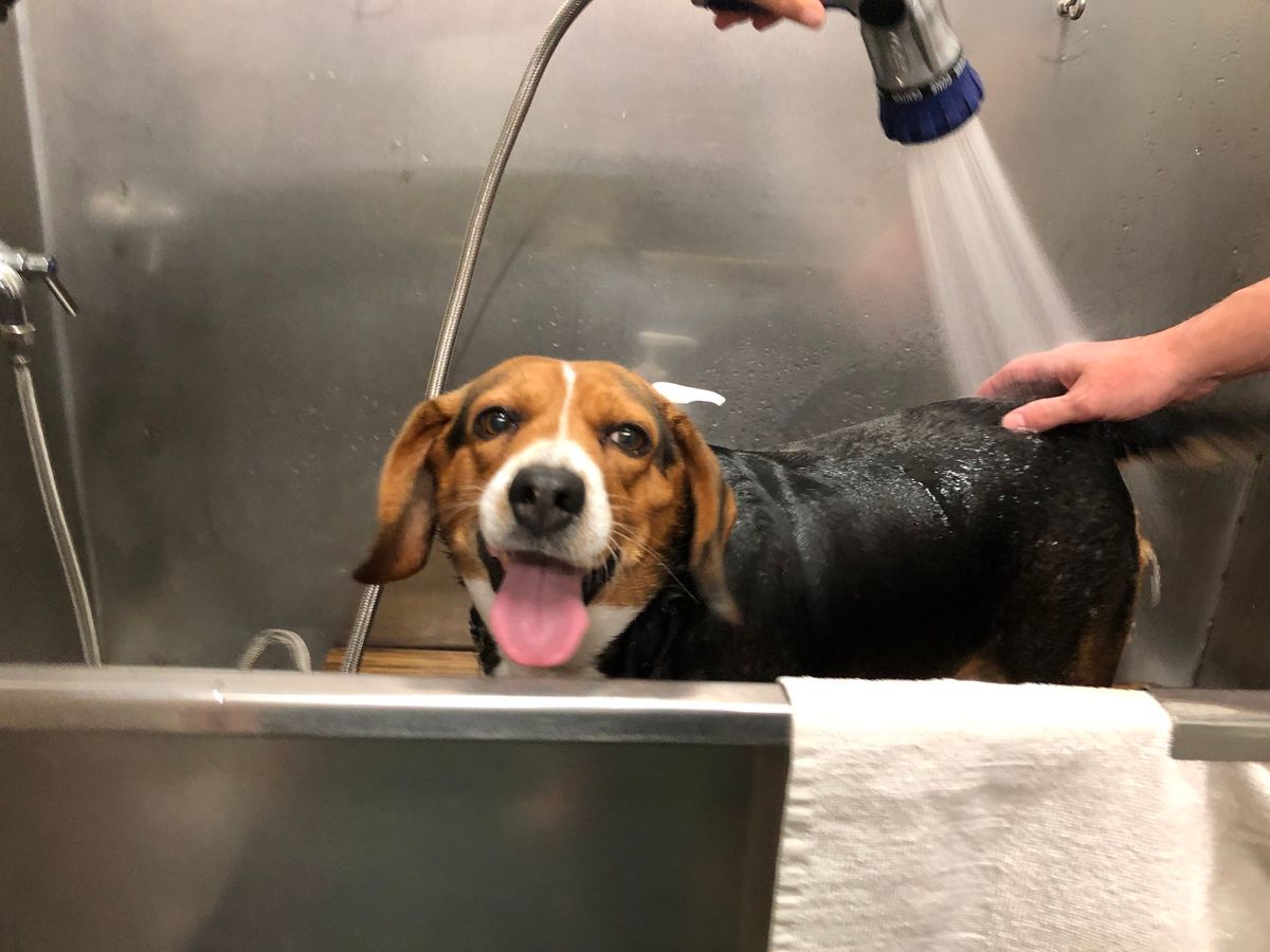 Triangle Beagle Rescue Dog Wash Fundraiser