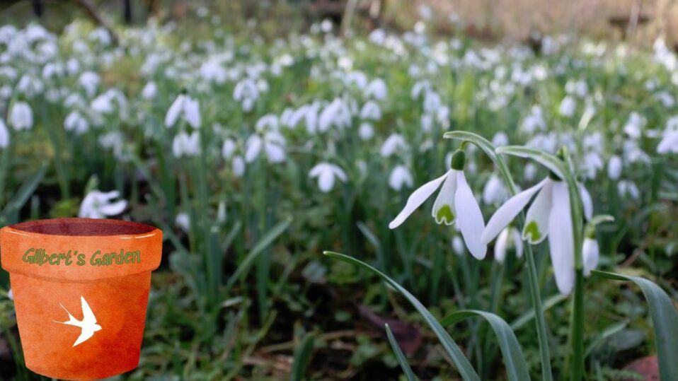 Gilbert\u2019s Garden: Snowdrops