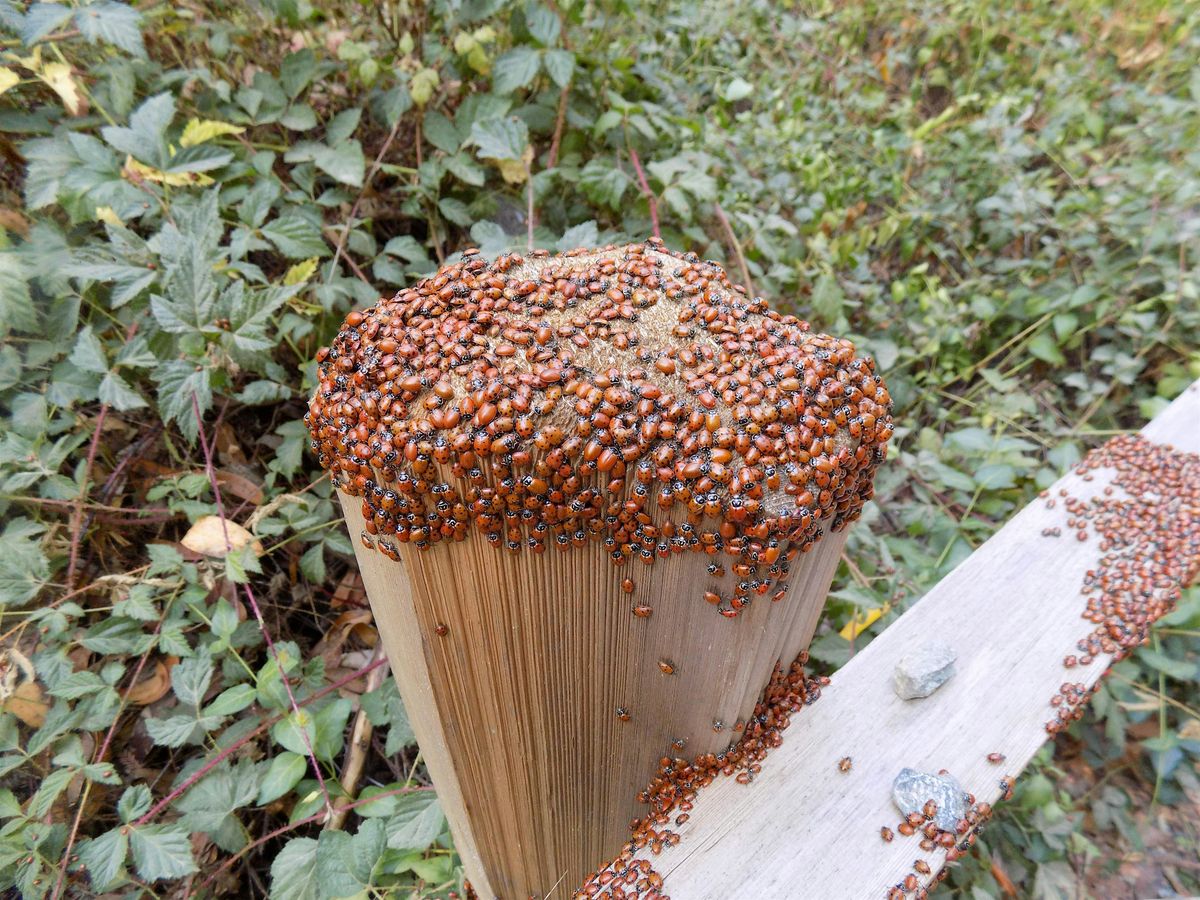 Redwoods and Ladybugs Hike