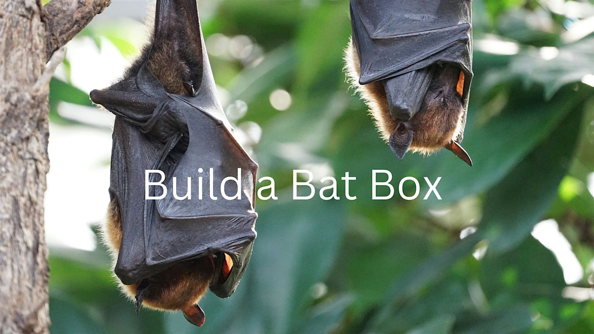 Build a Bat Box Workshop