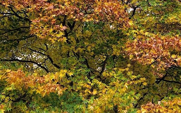 NCHS - Practical Habitat Management (Fruit Tree Pruning)