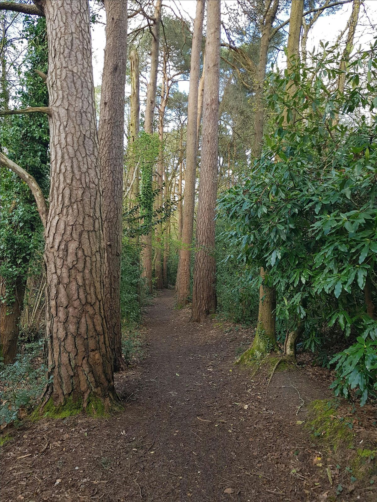Dance in Delph Woods