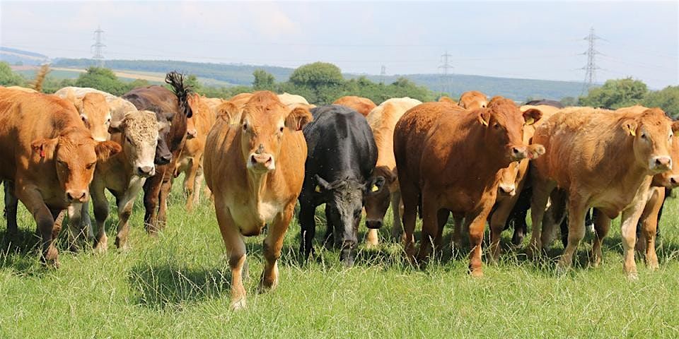 Imagining the Future of Livestock Food and Farming in the Gwent Levels