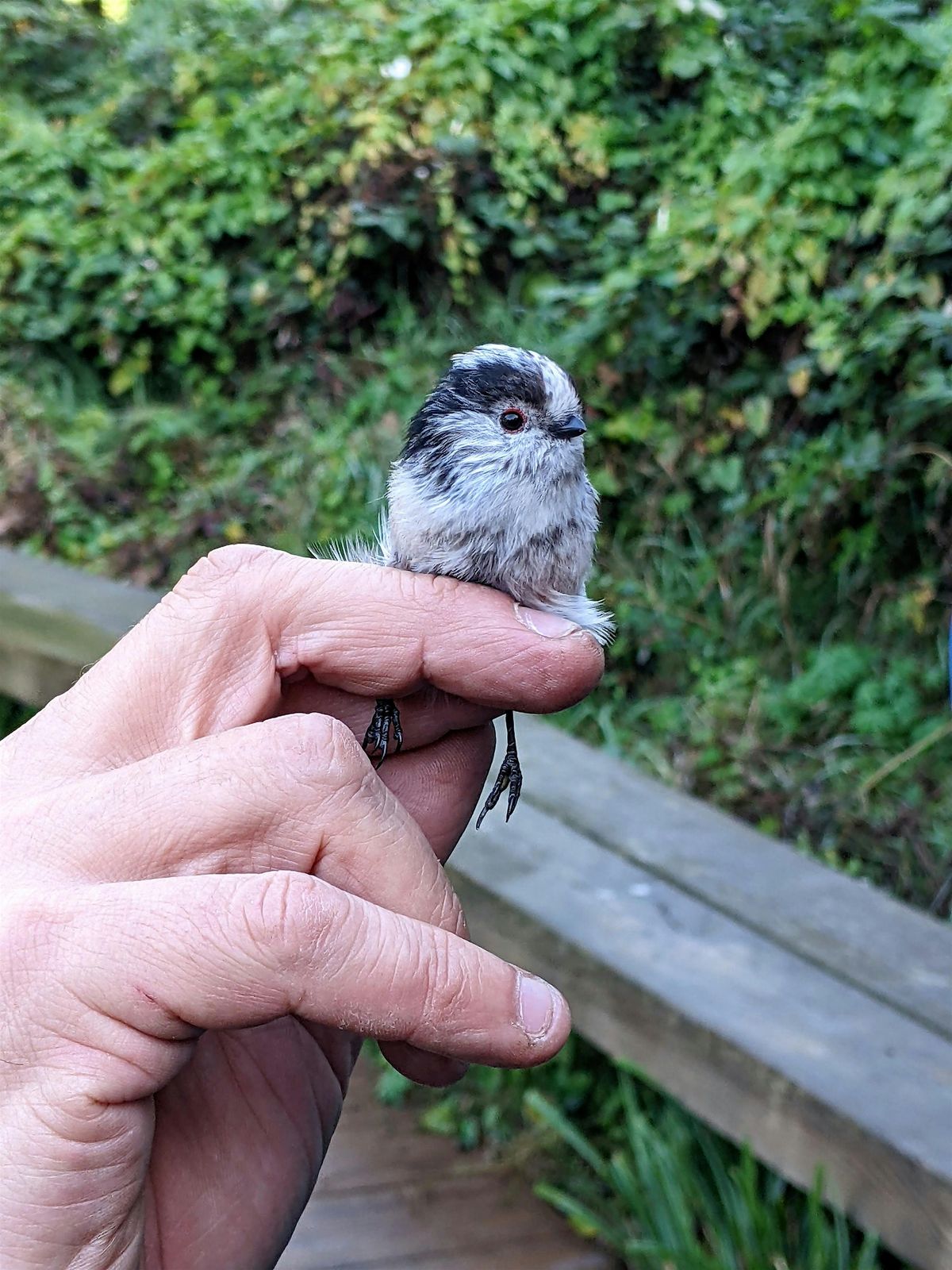 Bird Ringing Demonstration