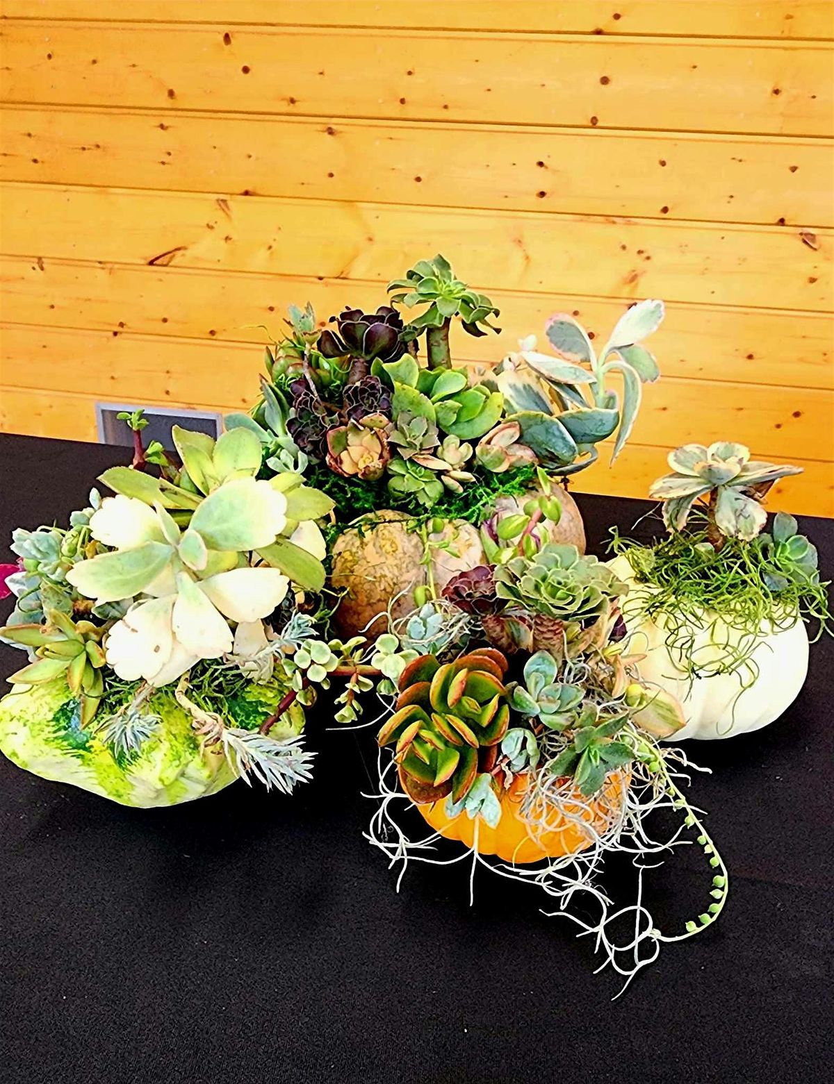 Make a Succulent Pumpkin Arrangement