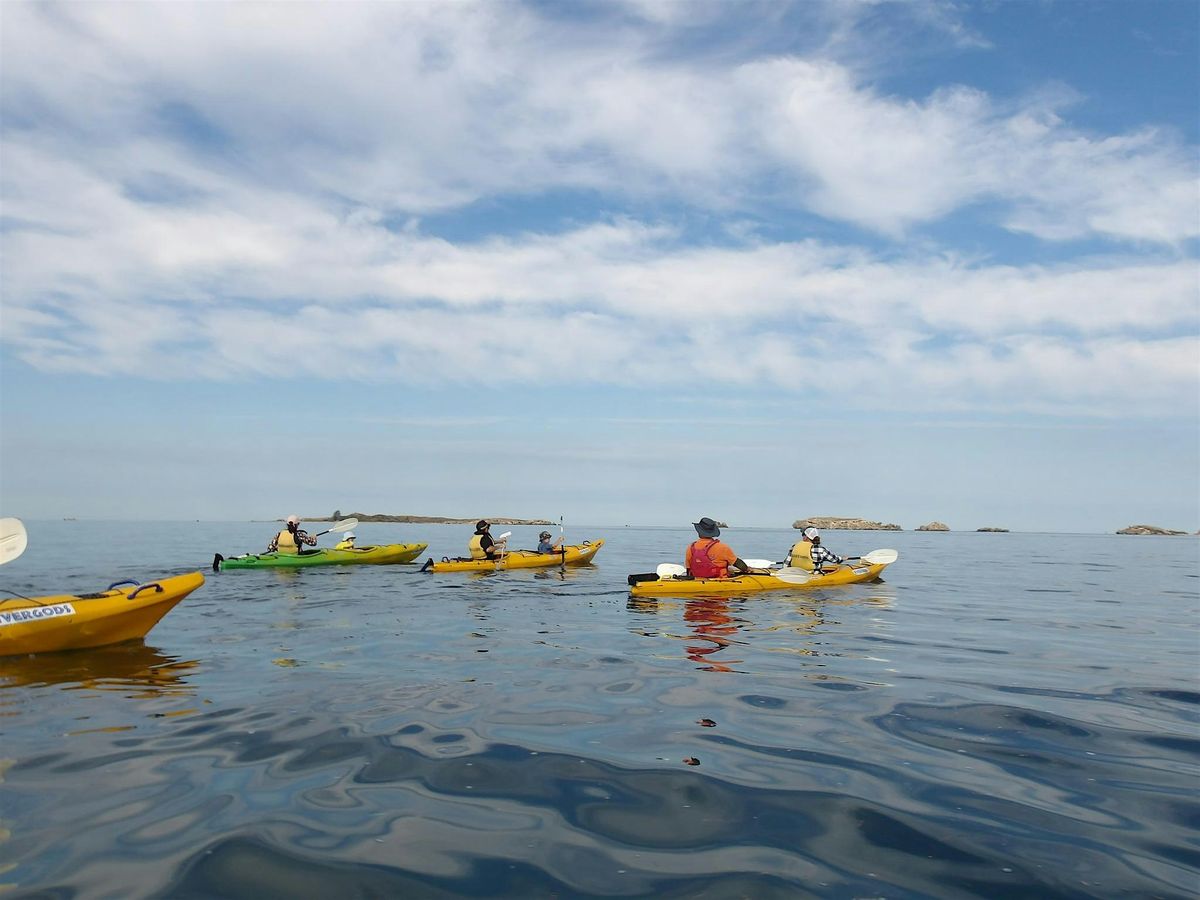 Penguin Island Kayak Day Tour
