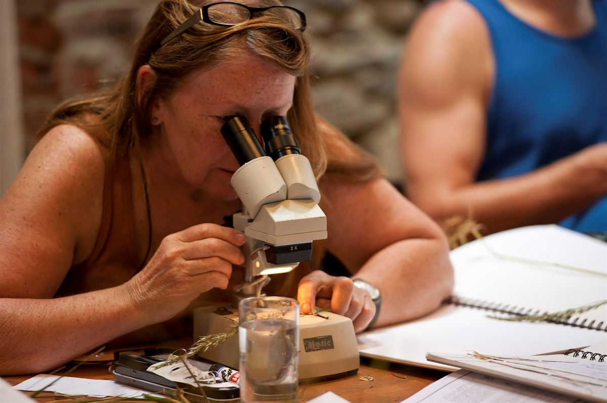 Soldierfly ID Workshop (Yorkshire Wildlife Trust Member's Exclusive Event)