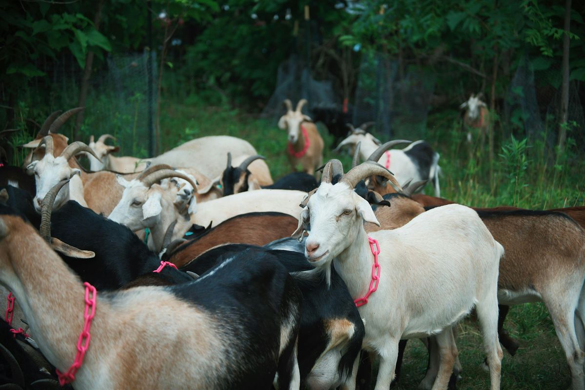 Meet the Goats!