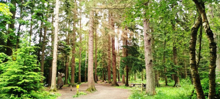 Hamsterley Forest Midweek Walk 