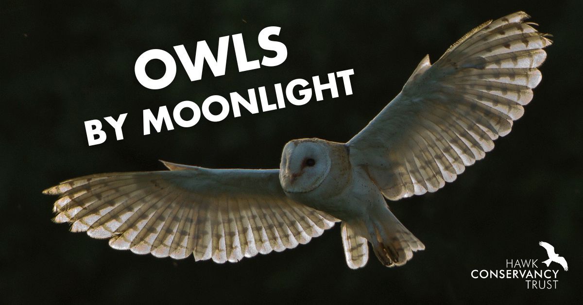 Owls by Moonlight