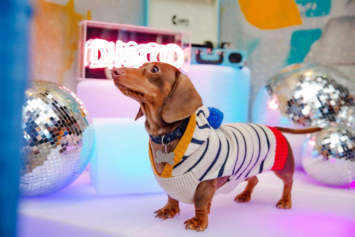 DACHSHUND CAFE\u2122 NEWCASTLE