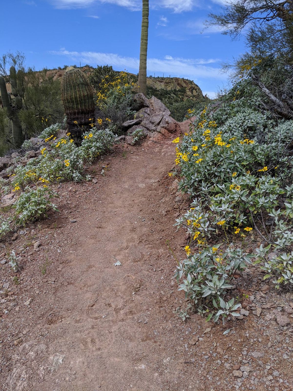 Medicinal Plant Walk: San Tan Mountain