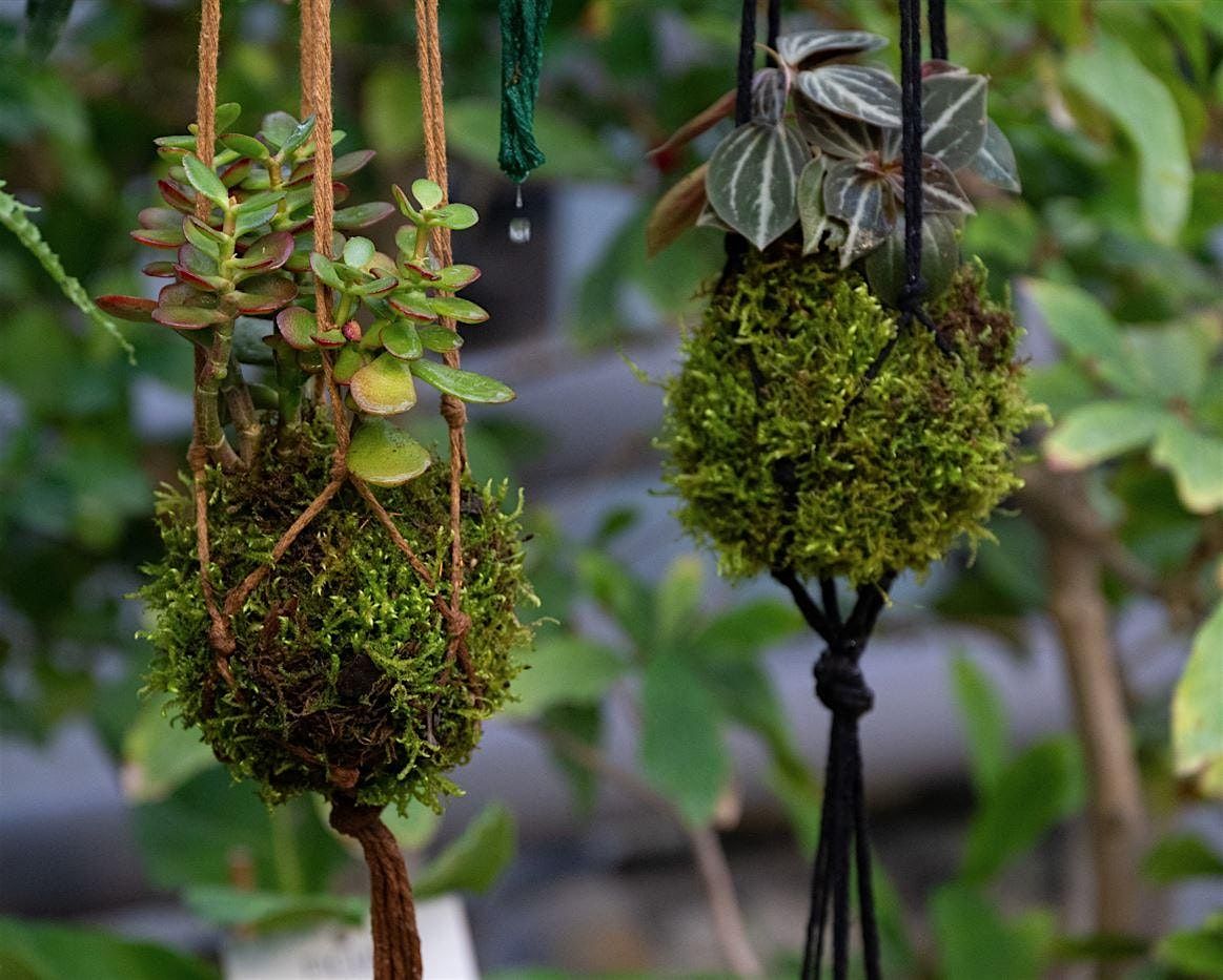 Atelier kokedama