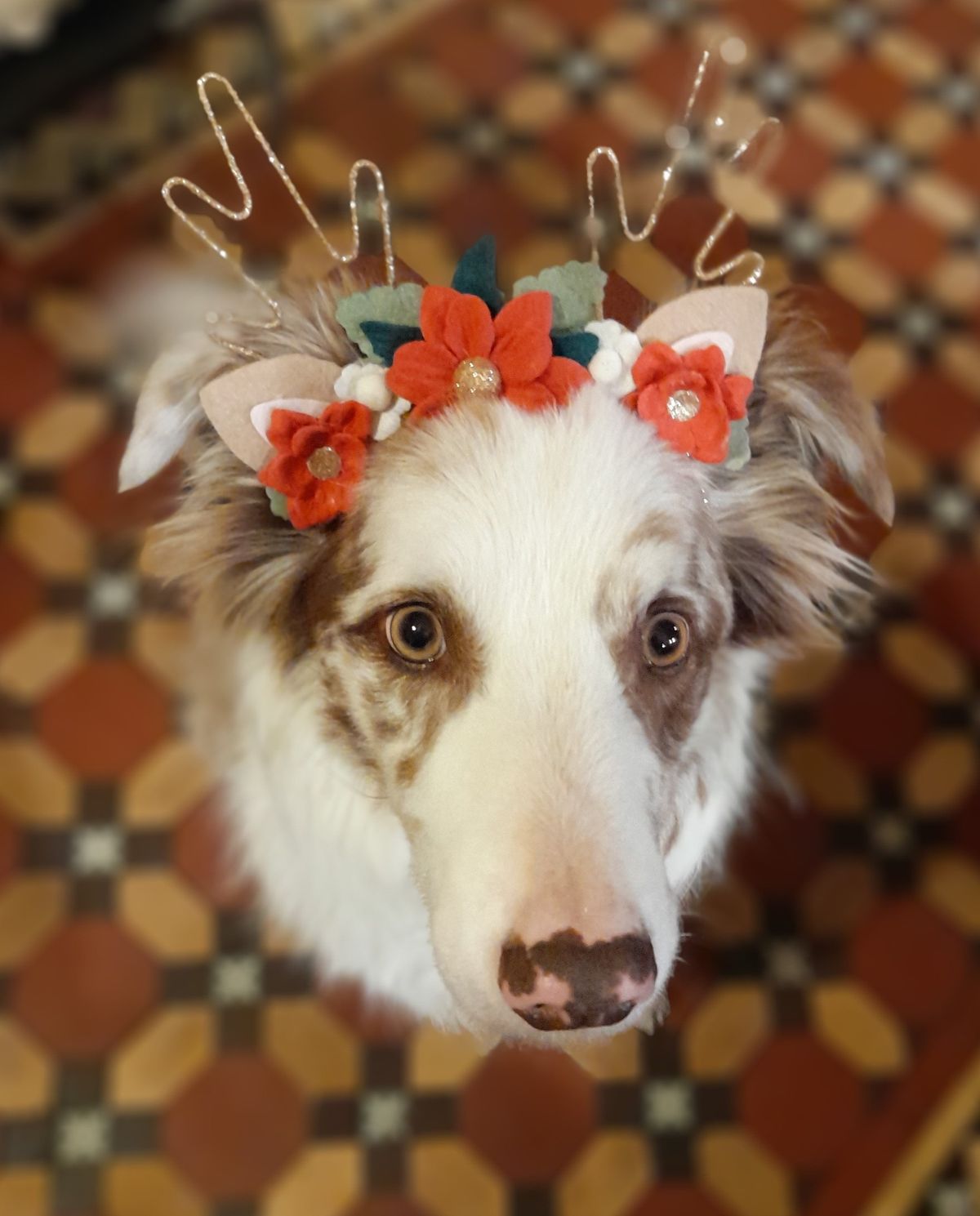 School Holiday Workshops | Pet Accessories