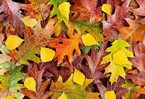 Tree Time: Fall Leaves II